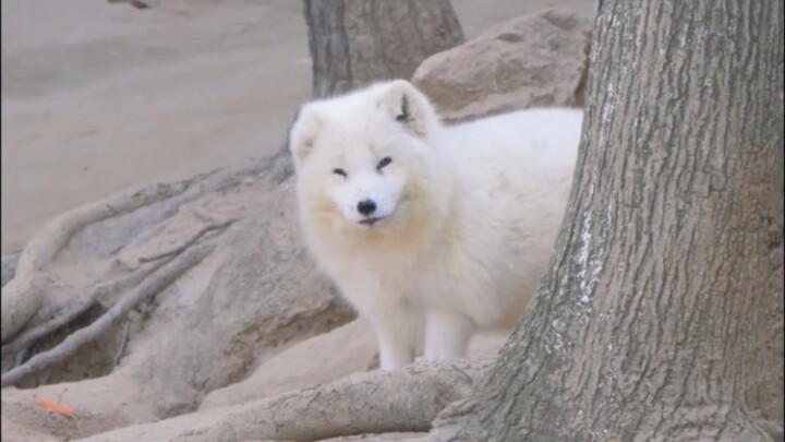 Đừng gọi tôi là bình gas, tôi là Béo Đát Kỷ!