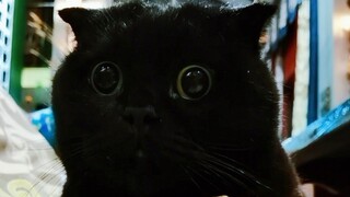 اكتشفت للتو أن تفسير عبارة "تسعة ثيران وشعرة واحدة" هو في الواقع هكذا... (فيديو صغير عن تحضير لحم ال