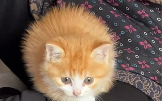 Dandelion Kitten