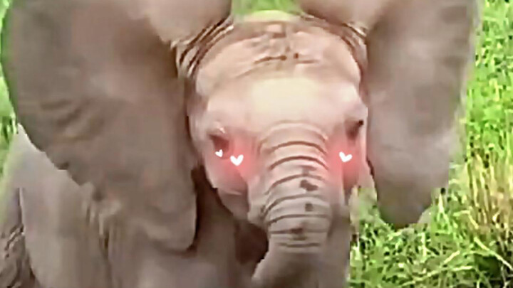 Sudah tidak tahan, gajah kecilnya terlalu menggemaskan!