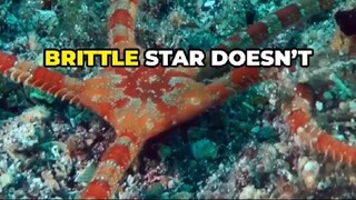 Brittle Star Facts: The Sea Creature That Breathes Through Its Armpits!