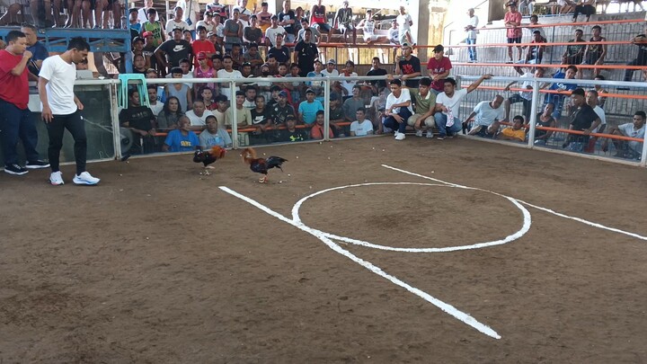 RENA 3COCKS DERBY FEB.7 2026 1st fight WIN