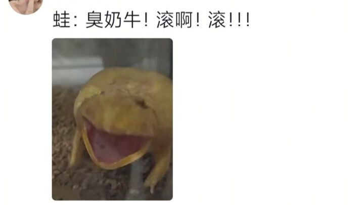 Look how mad Sister Frog is! She was hibernating peacefully, but someone woke her up!