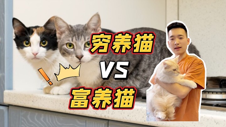 Nggak tahu kalau ada barang murah meriah ini, jadi kamu pikir nge-urus kucing itu mahal!