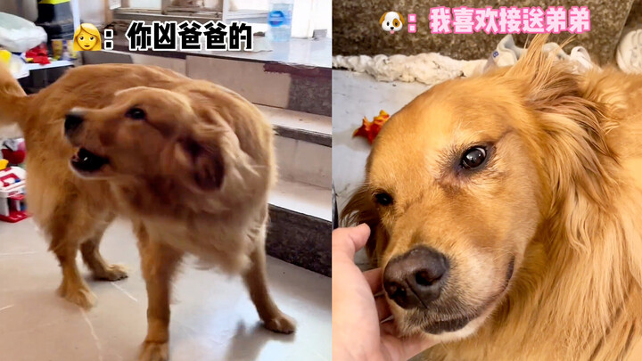 没让狗送儿子去上学，狗子大发脾气后偷偷流泪，饭都不吃等他回来