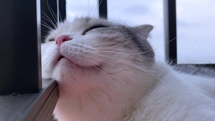 Video Bantuan Tidur Suara Kucing