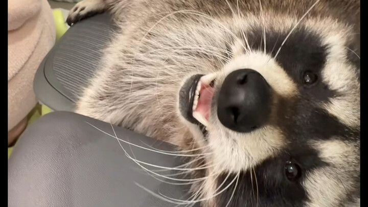 عوّضني عن كرسيي #راكون #تخريب البيت