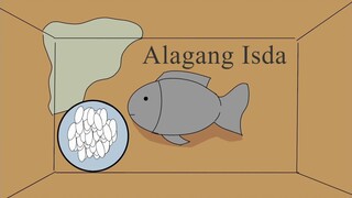 Alagang isda (pinoy animation)ft.Arkin ,JM toons, kwento ni cyann ,anchantle VD,