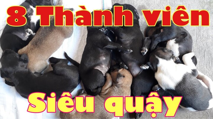 Đàn chó mực con siêu dễ thương  I Đàn cún con tập ăn siêu dễ thương I pet I Puppy I cute puppy