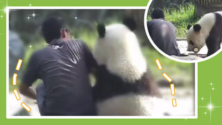 [National Treasure a.k.a Panda] Panda: You dare push me away while I'm leaning on you?