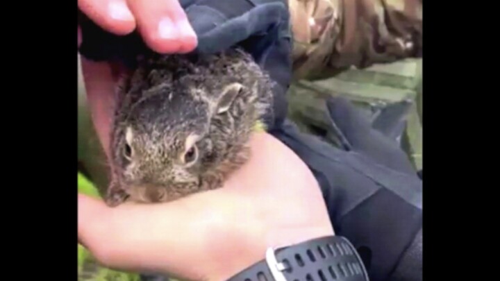 These rough-and-tumble guys just can’t resist the cuties!