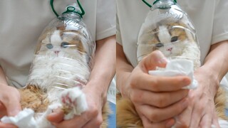 Cat: Have the guts to face me head-on, stop all this fancy stuff!