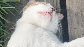 The cat in Du Fu's Thatched Cottage in Chengdu didn't wake up even after being touched for a long ti