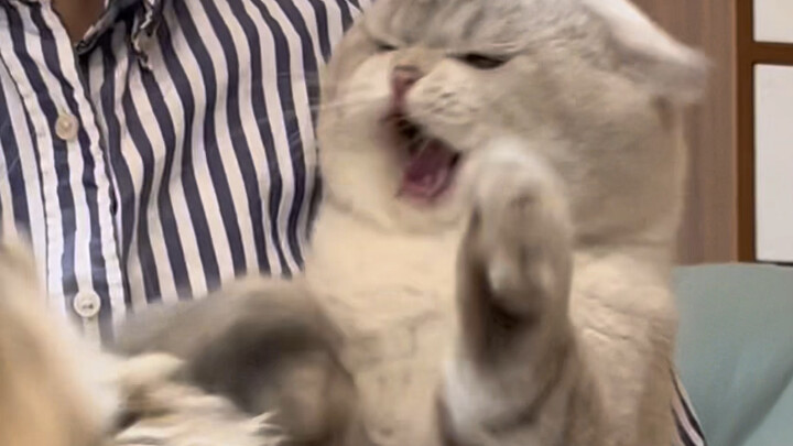 猫爸爸有多嫌弃自己的猫儿子？崩溃