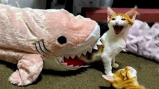 Try Not To Laugh With These Funny Pets 😺😂