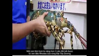 sự thật đằng sau nghề đánh bắt tôm hùm | giải trí mỗi ngày