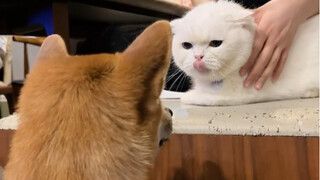 I discovered a courage switch for my cat!