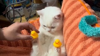 There is no point in having a cat if you don't play with it.
