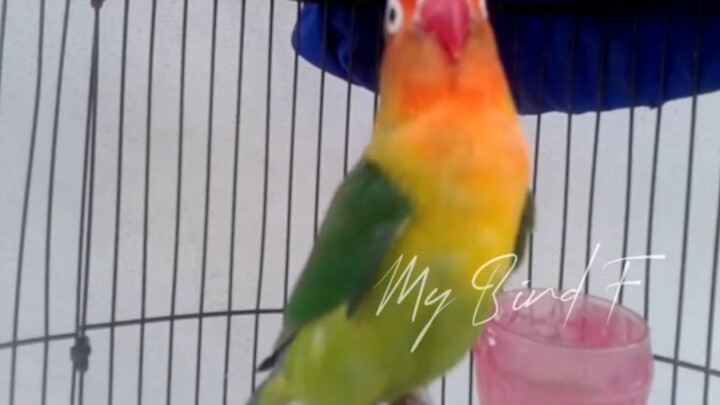 MANTAP BRO! Cukup 2 Menit MELATIH Lovebird PAUD BALIBU NGEKEK, Buktikan Pada JENIS APAPUN LOVEBIRD A