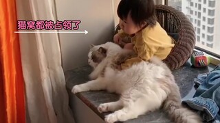 【布偶猫】谁说养孩子费猫的，我觉得你说的对