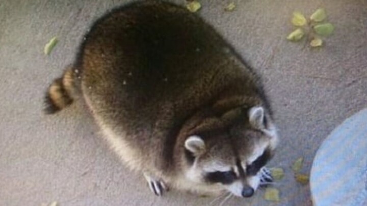 Những pha xử lý từ 6 điểm khiến chúng ta nghẹt thở! (Kỳ 94)