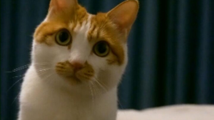 Little kitty with round eyes, are you sure you don't want to come take a look?