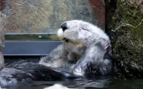 [Sea Otter] It looks just like your girlfriend getting some skincare.