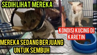 Sedih Menjenguk Kucing-Kucing Yang Sedang Di Rawat Dan BerJuang Untuk Sembuh Di Klinik..!