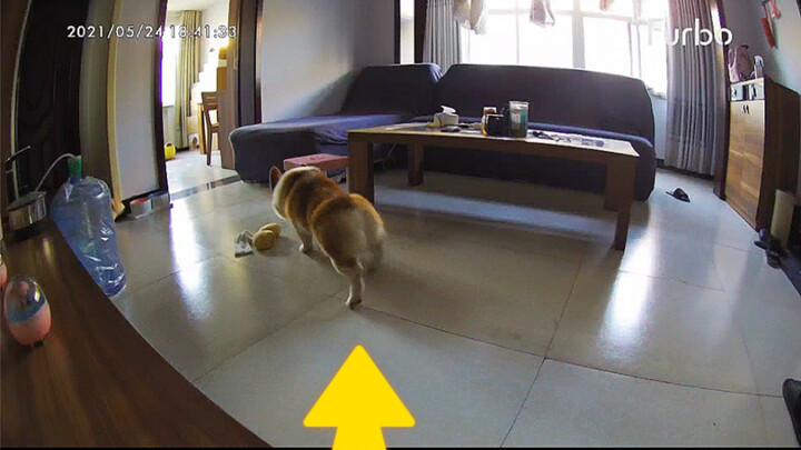 يا للهول، لولا الكاميرا لما عرفت أن كلب البيت ماكر إلى هذا الحد!