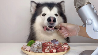 [Animals] The immersive eating of Alaskan Malamute