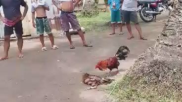 Gatulan 2nd Fight Draw Netive Pula