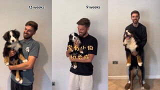 家有小伯初长成