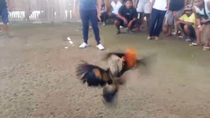 takbo kalaban ng tornado grabe lakas mamalo,balangay festival san vicente