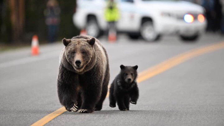 الدبّة الأم الأسطورية 399، البالغة من العمر 27 عامًا، عادت أخيرًا! وهي تُرافقها شبلٌ صغير.