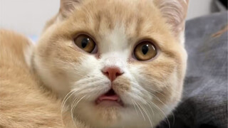 《关于我家猫都弯了这件事…》