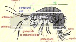 A little-known fact: Can headless shrimp be eaten?