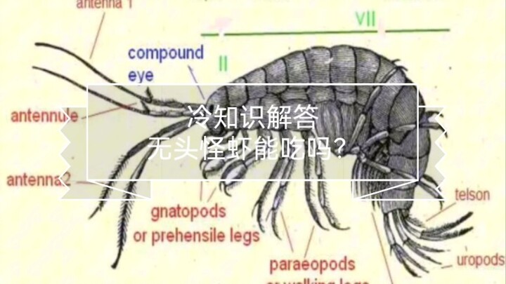 Một sự thật ít người biết: Tôm không đầu có ăn được không?