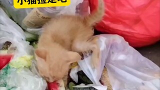 ลุงได้เก็บแมวมาสองสามตัวและสอนทักษะง่ายๆ บางอย่างให้กับพวกมัน