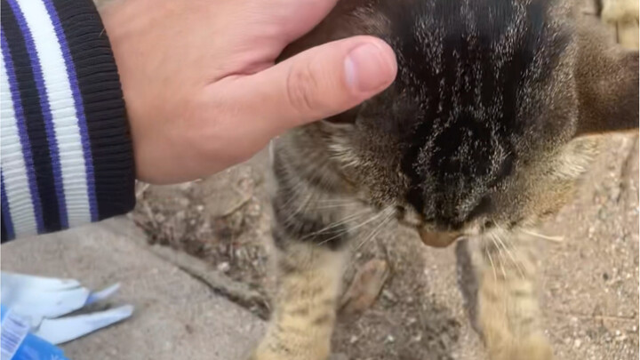 The Difference Between Stray Cats and House Cats