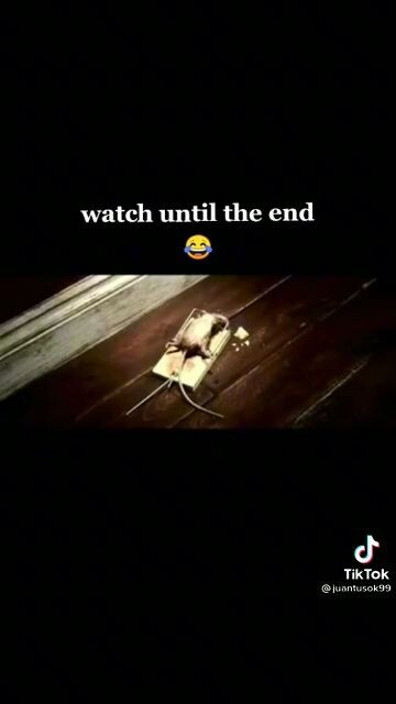 Stronger mouse😂😅