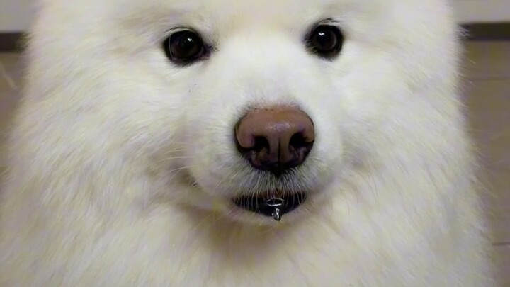 Bạn thực sự thích chó con à?