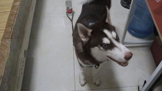Kamu Cuma Butuh Sebotol Air untuk Mengikat Husky?