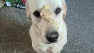 Gerakan anak anjing itu semulus air yang mengalir