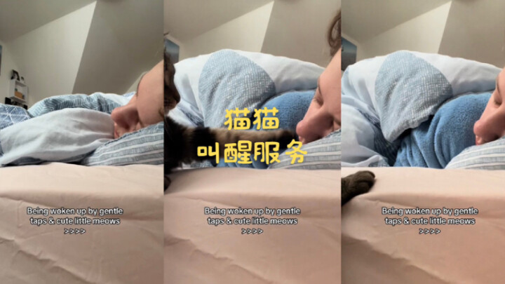 ฉันก็อยากได้บริการปลุกแบบนี้เหมือนกัน