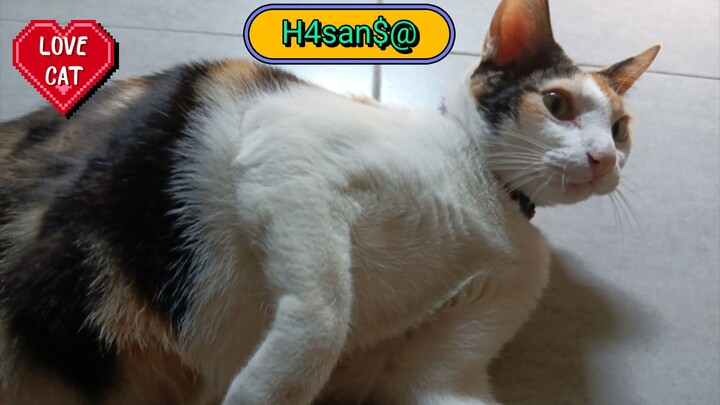 cat thebury sugar fresh