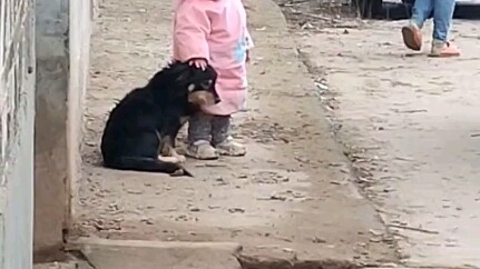 Chó: Chị em này có thể hòa thuận với nhau...