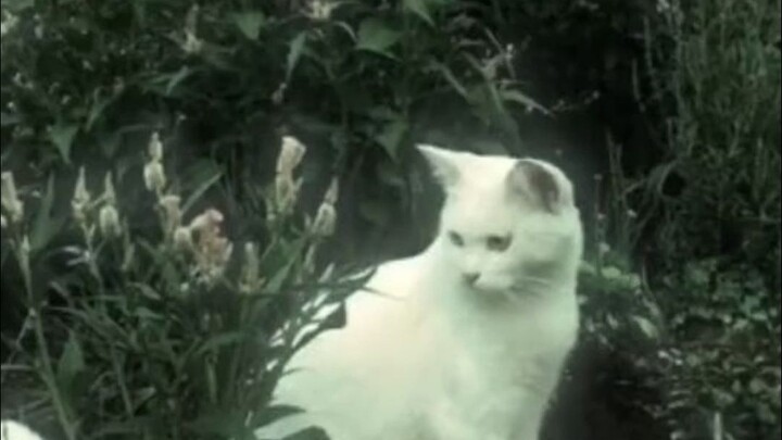 Nana-chan dẫn bạn khám phá một phong cách nghệ thuật mỗi ngày – Dullcore