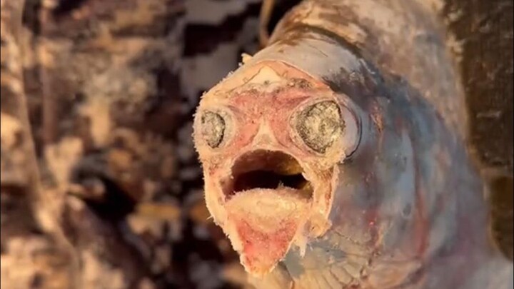 Why Do the Yakut People Eat Raw Fish Fillets Without Vegetables?