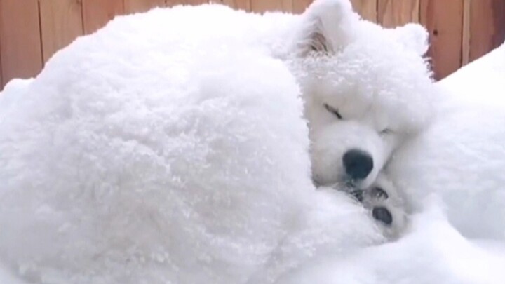 لحظات شفاء مع ساموي!