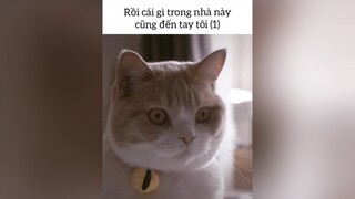 Mệt lắm cơ 🙄 pets pet petlife buocdithanthai mèo độngvật dongvat yeudongvat meow